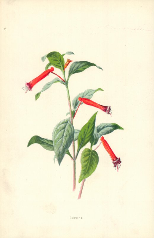 Kupa by Frederick Edward Hulme