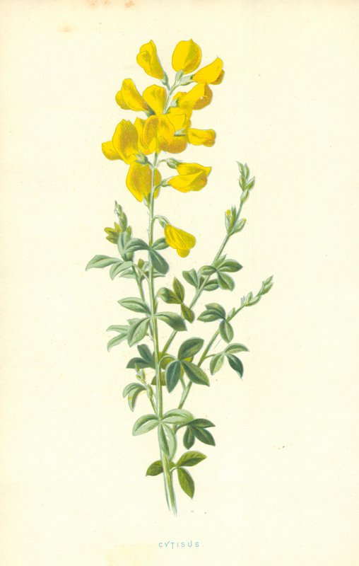 Cytisus by Frederick Edward Hulme