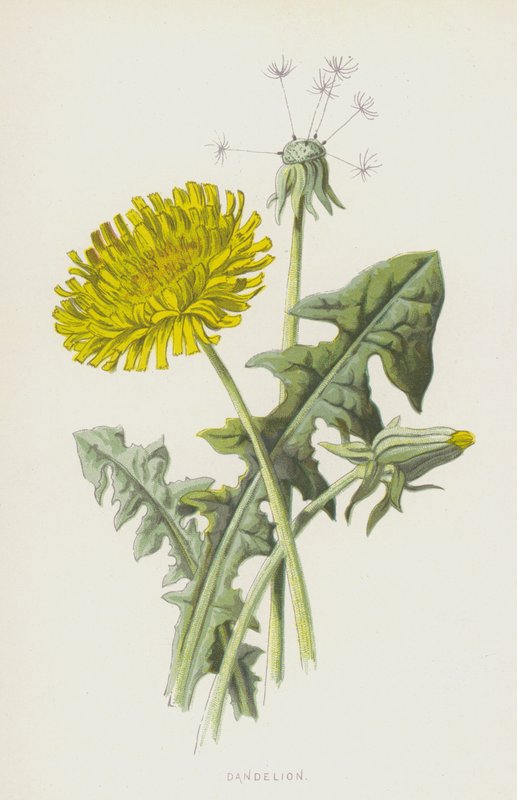 Karahindiba (kromolitho) by Frederick Edward Hulme