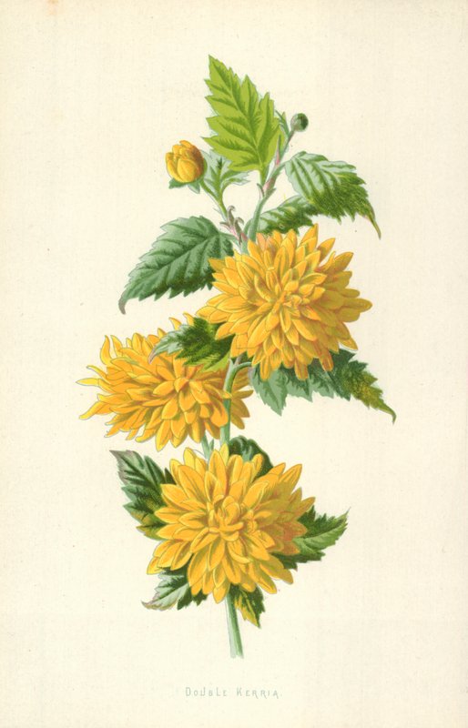 Çift Kerria by Frederick Edward Hulme