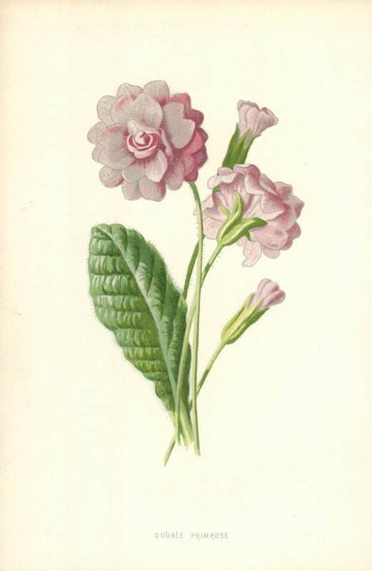 Çift çuha çiçeği by Frederick Edward Hulme