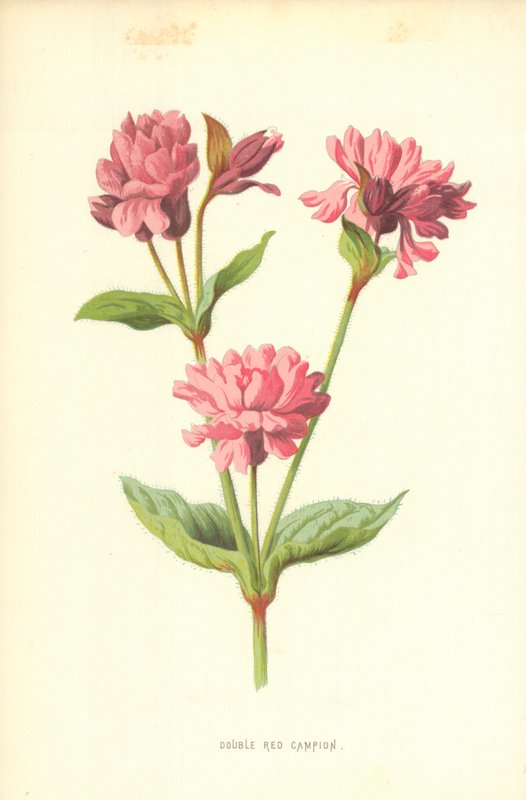 Çift Kırmızı Kamp by Frederick Edward Hulme