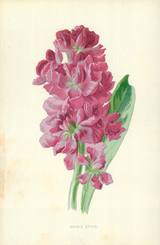 Çift Stok by Frederick Edward Hulme