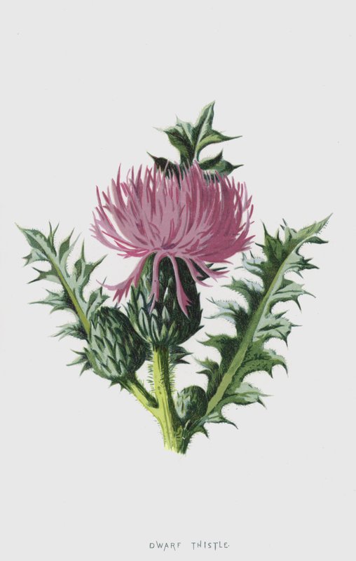 Cüce Devedikeni (kromolitho) by Frederick Edward Hulme