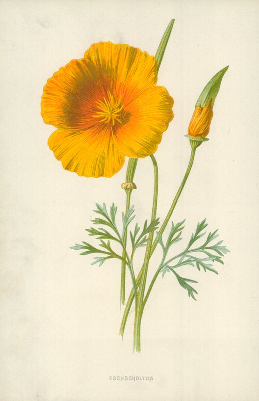 eschscholtzia by Frederick Edward Hulme