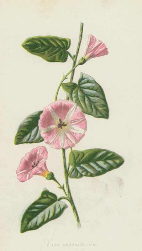 Alan Convolvulus (chromolitho) by Frederick Edward Hulme