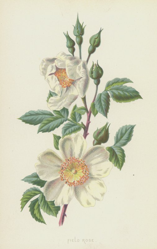 Tarla Gülü (kromolitho) by Frederick Edward Hulme