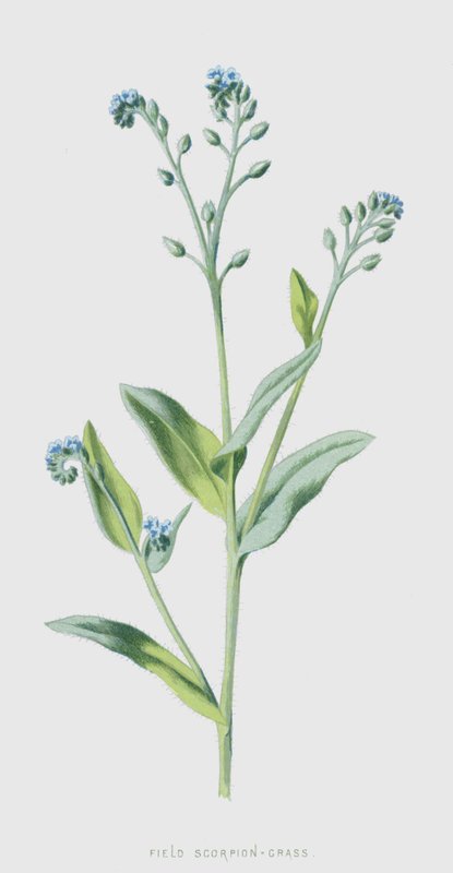 Tarla Akrep-Çimen (chromolitho) by Frederick Edward Hulme