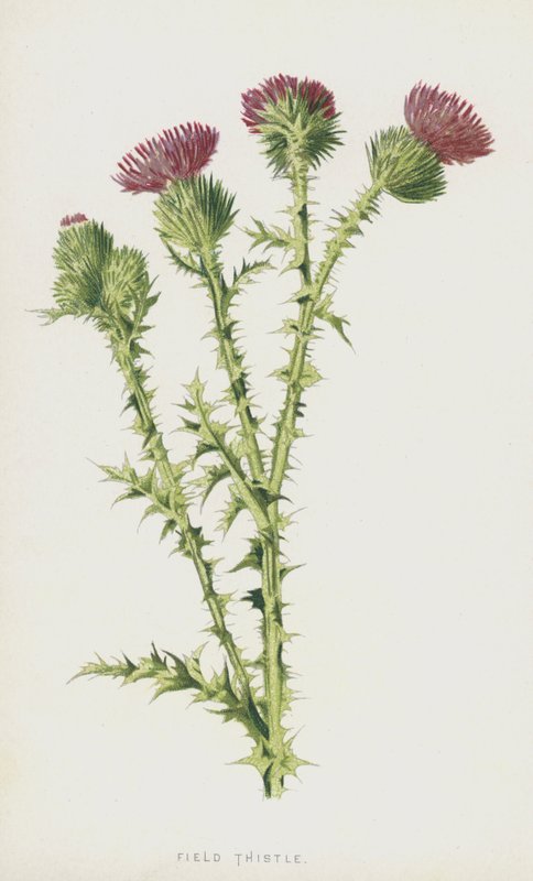 Tarla Devedikeni (kromolito) by Frederick Edward Hulme