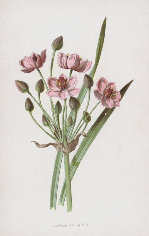 Çiçekli Rush (chromolitho) by Frederick Edward Hulme