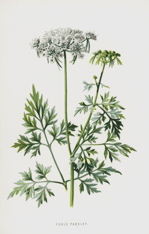 Aptallar Maydanoz (chromolitho) by Frederick Edward Hulme