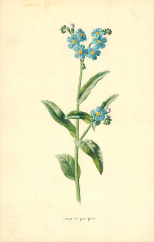 Beni Unutma by Frederick Edward Hulme