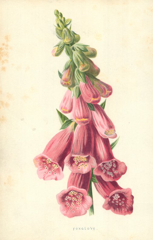 tilki karanfil by Frederick Edward Hulme