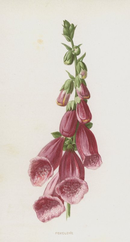 Yüksükotu (kromolitho) by Frederick Edward Hulme