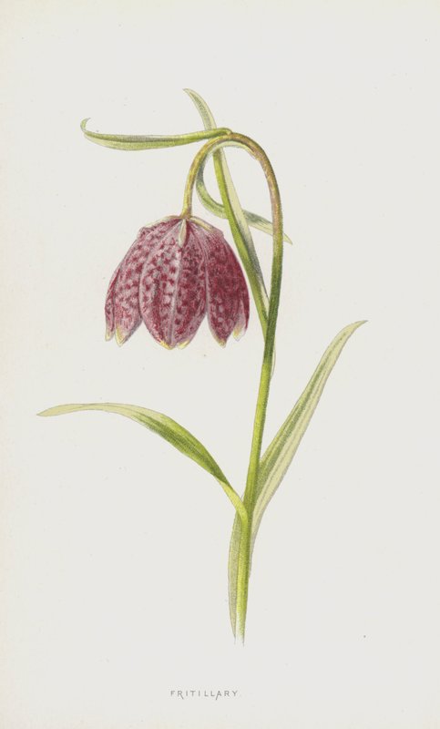 Fritillary (kromolitho) by Frederick Edward Hulme