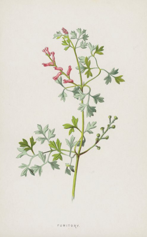 Fumitory (kromolitho) by Frederick Edward Hulme