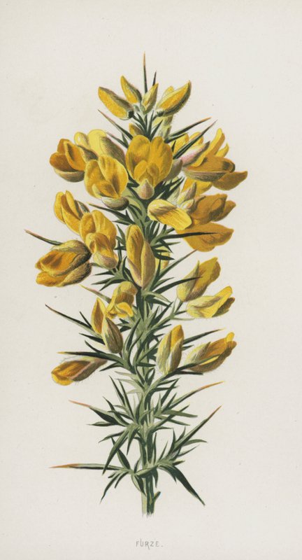 Kürk (kromolito) by Frederick Edward Hulme