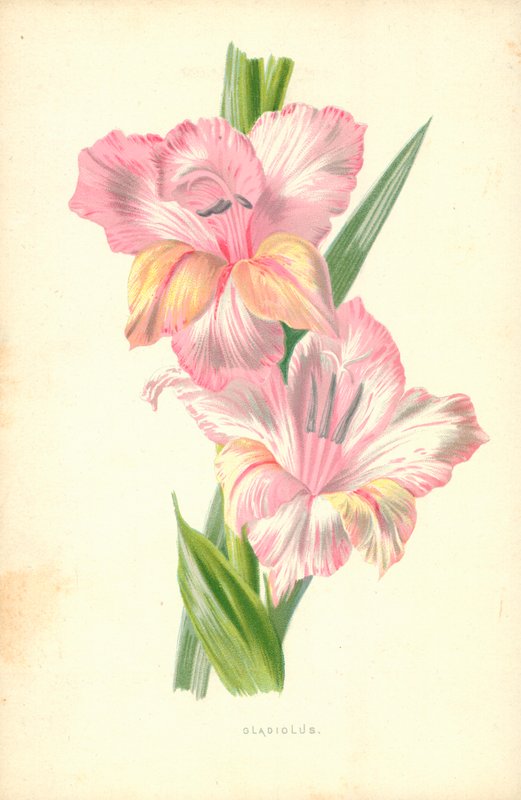 Glayöl by Frederick Edward Hulme