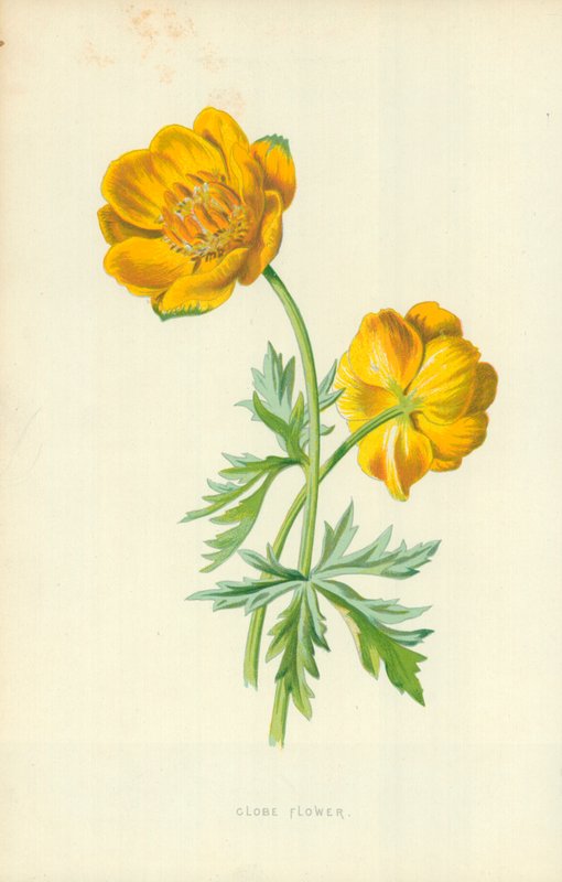 Küre çiçek by Frederick Edward Hulme