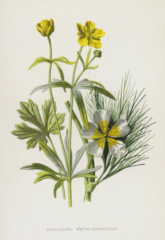 Goldilocks, Su Düğünçiçeği (chromolitho) by Frederick Edward Hulme