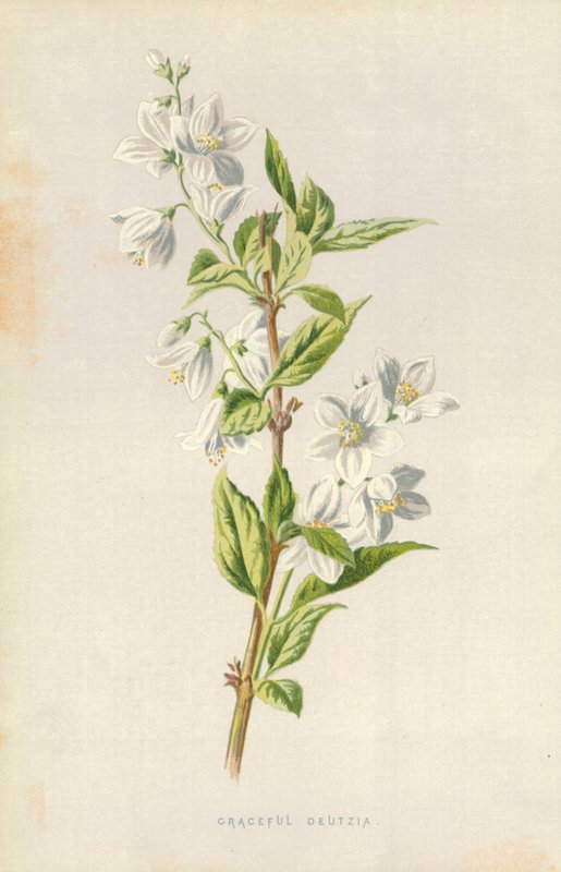 zarif Deutzia by Frederick Edward Hulme