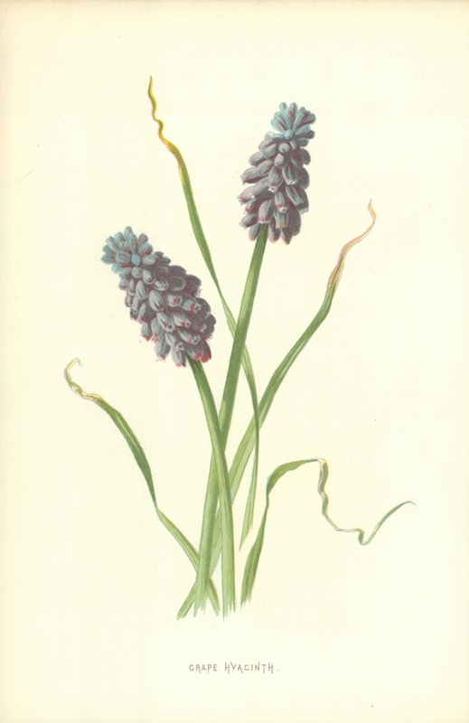 Üzüm Sümbül by Frederick Edward Hulme