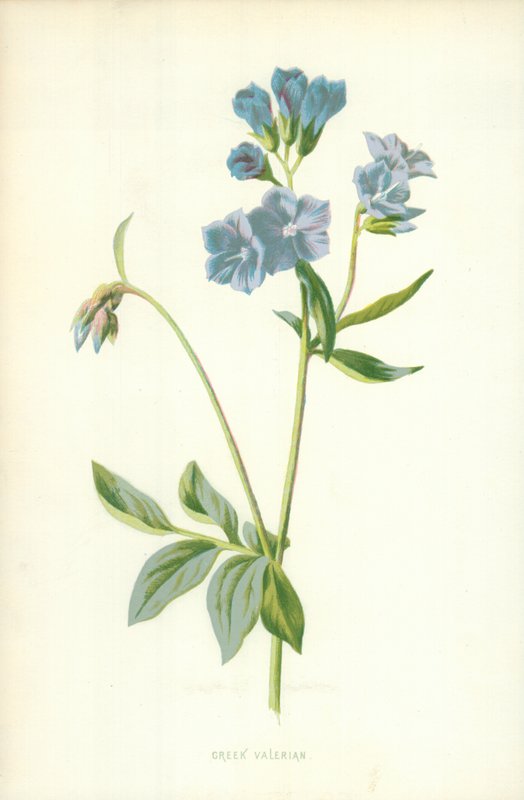 Yunan kediotu by Frederick Edward Hulme
