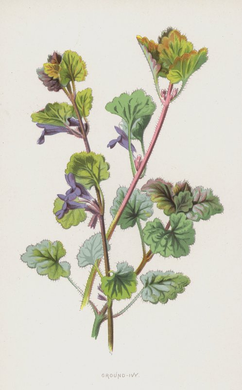 Yer Sarmaşığı (chromolitho) by Frederick Edward Hulme