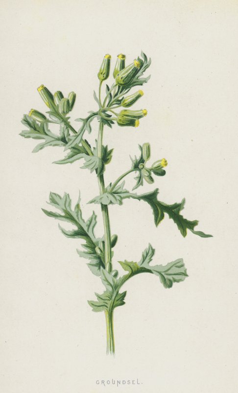 Yerfıstığı (kromolitho) by Frederick Edward Hulme