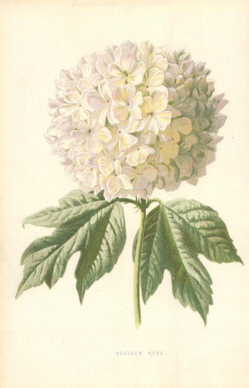 Kartopu çiçeği by Frederick Edward Hulme