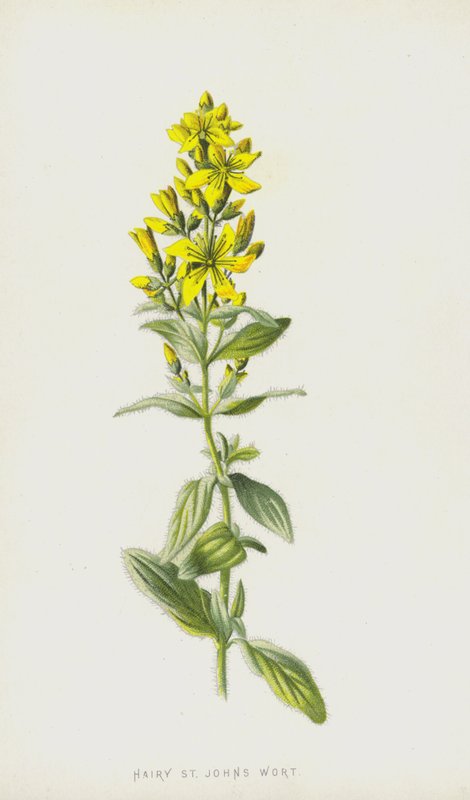 Tüylü Sarı Kantaron (kromolitho) by Frederick Edward Hulme