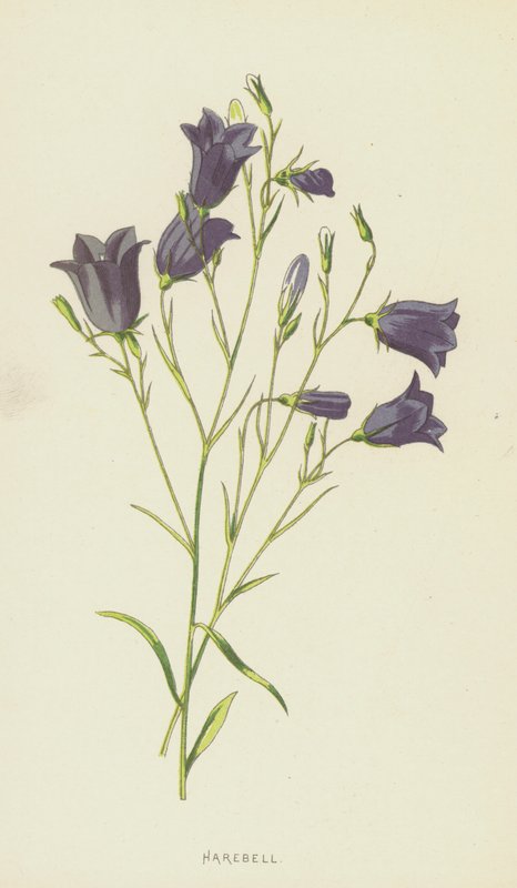 Harebell (kromolitho) by Frederick Edward Hulme