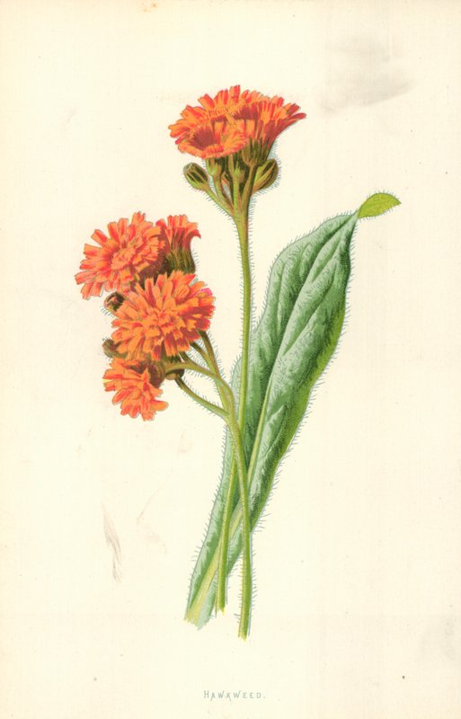 şahin otu by Frederick Edward Hulme