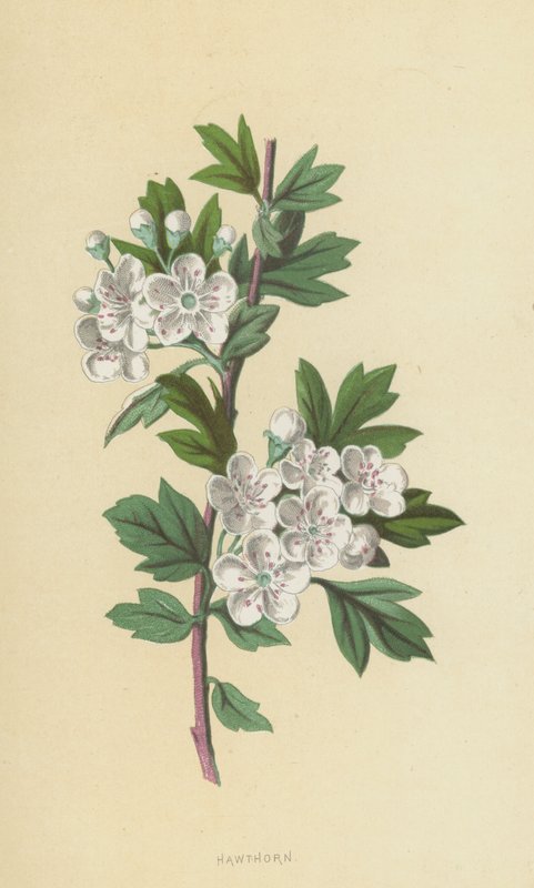 Alıç (kromolitho) by Frederick Edward Hulme