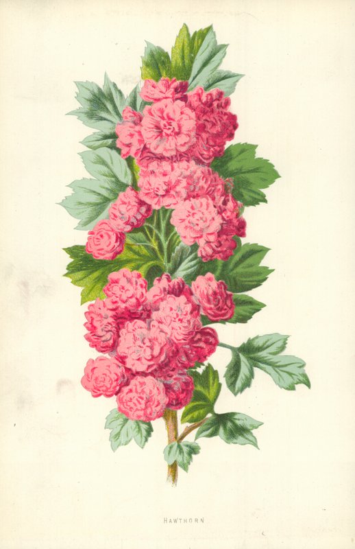 Alıç by Frederick Edward Hulme
