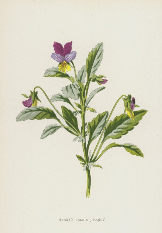 Kalp Kolaylığı veya Hercai Menekşe (chromolitho) by Frederick Edward Hulme