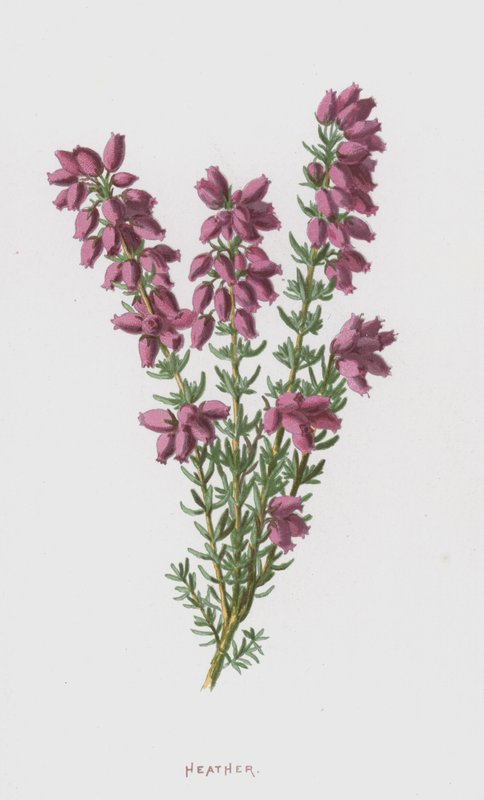 Heather (kromolito) by Frederick Edward Hulme