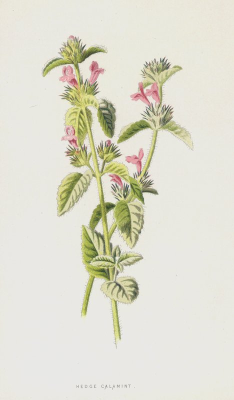 Hedge Calamint (chromolitho) by Frederick Edward Hulme