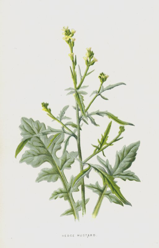 Hedge Hardal (kromolitho) by Frederick Edward Hulme