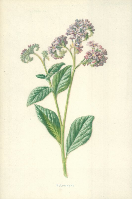 Kediotu by Frederick Edward Hulme
