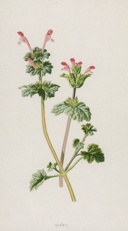 Henbit (kromolito) by Frederick Edward Hulme