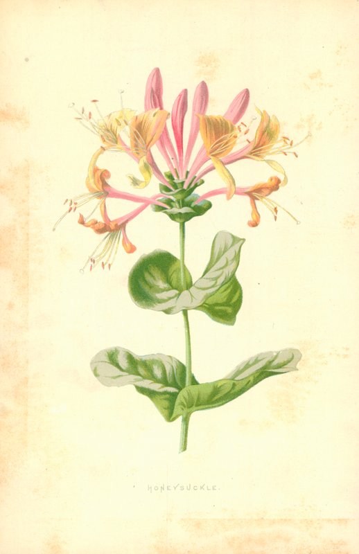 Hanımeli by Frederick Edward Hulme