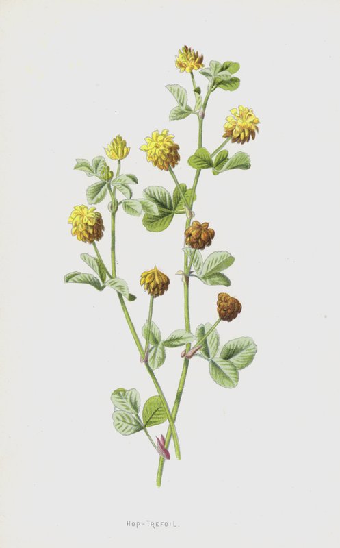 Hop-Trefoil (chromolitho) by Frederick Edward Hulme