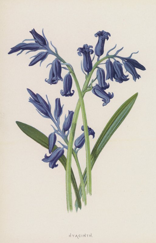 Sümbül (kromolitho) by Frederick Edward Hulme
