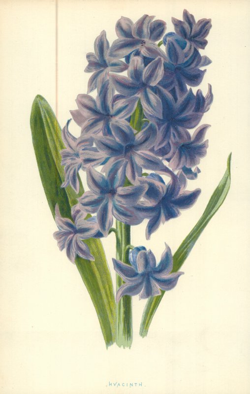 Sümbül by Frederick Edward Hulme