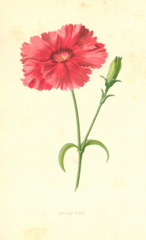 Hint Pembesi by Frederick Edward Hulme