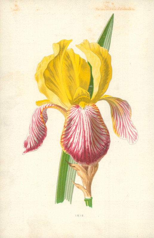 İris by Frederick Edward Hulme