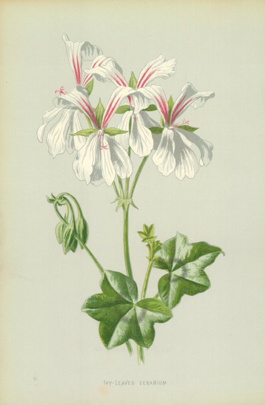 Sarmaşık Yapraklı Sardunya by Frederick Edward Hulme