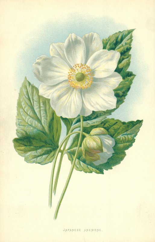 japon anemon by Frederick Edward Hulme