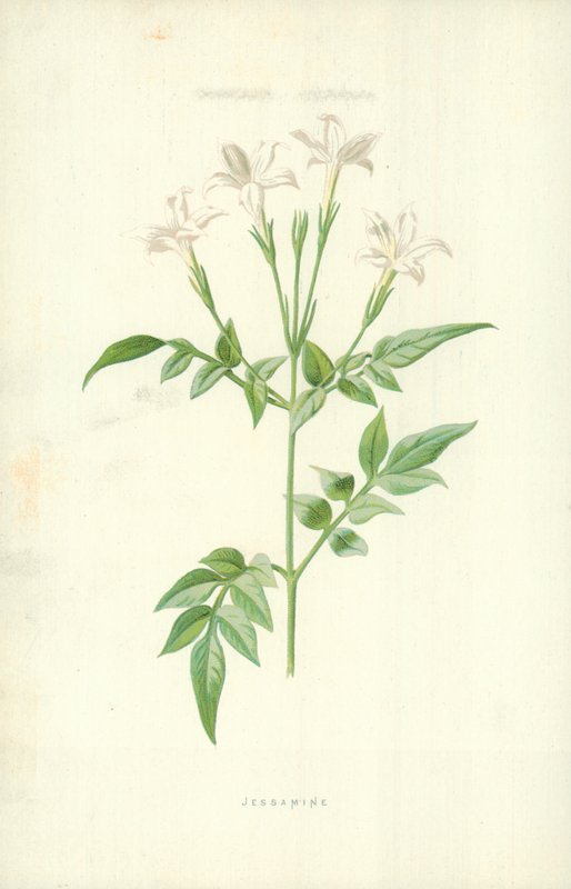 Jessamin by Frederick Edward Hulme